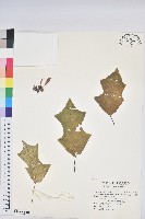 藏品(聖誕紅、一品紅)的圖片