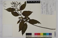 藏品(台北玉葉金花)的圖片