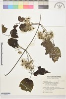 藏品(銹毛鐵線蓮)的圖片