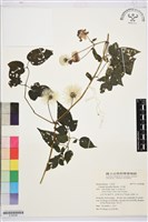 藏品(小木通)的圖片