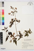 藏品(小木通)的圖片