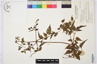 藏品(小木通)的圖片