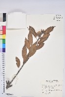 藏品(捲斗櫟)的圖片