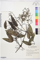 藏品(柱果鐵線蓮)的圖片