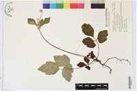 藏品(小白頭翁、野棉花)的圖片