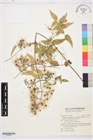 藏品(梨山小蓑衣藤)的圖片