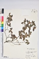 藏品(台灣高山杜鵑)的圖片