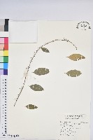 藏品(白飯樹)的圖片