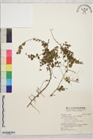 藏品(小葉黃鱔藤)的圖片