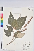 藏品(白匏子)的圖片