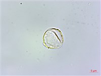 藏品(糙梗樓梯草)的圖片