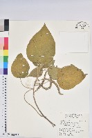 藏品(臺灣鐵莧)的圖片