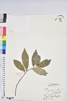 藏品(臺灣土沉香)的圖片