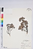 藏品()的圖片