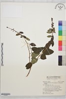 藏品(大黃鱔藤)的圖片