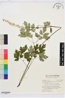 藏品(單穗升麻)的圖片