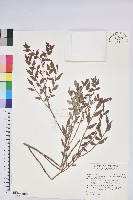 藏品(毛蕊花)的圖片