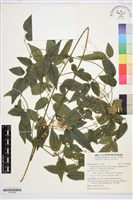 藏品(梨山小蓑衣藤)的圖片