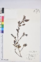 藏品(紫黃)的圖片