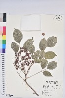 藏品(茄苳、重陽木)的圖片