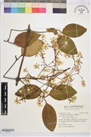 藏品(厚葉鐵線蓮)的圖片