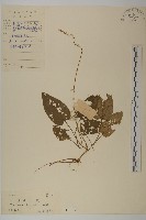 藏品(變葉懸鉤子)的圖片
