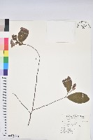 藏品(土密樹)的圖片