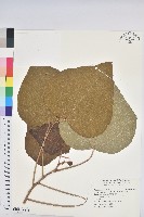 藏品(野桐)的圖片