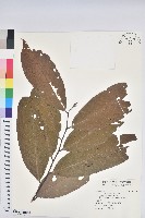 藏品(刺杜密)的圖片