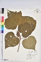 藏品(野桐)的圖片