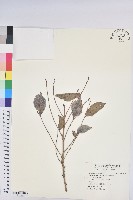 藏品(細葉饅頭果)的圖片