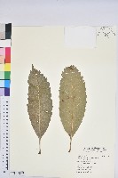 藏品(大葉石櫟、大葉校栗)的圖片