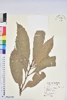 藏品(大葉石櫟、大葉校栗)的圖片