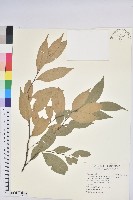 藏品(長尾尖葉櫧)的圖片