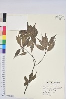 藏品(錐果櫟)的圖片