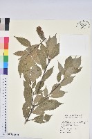 藏品(青剛櫟、鐵椆)的圖片