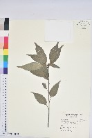 藏品(圓果青剛櫟)的圖片