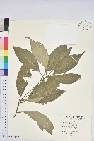 藏品(短尾葉石櫟、嶺南柯`東南石櫟)的圖片