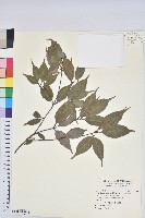 藏品(波葉櫟)的圖片