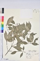 藏品(青剛櫟、鐵椆)的圖片