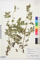 藏品(還亮草)的圖片