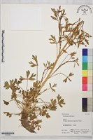 藏品(石龍芮)的圖片