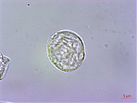 藏品(赤車使者)的圖片