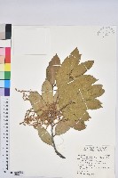 藏品(錐果櫟)的圖片