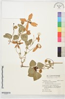 藏品(屏東鐵線蓮)的圖片