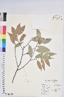 藏品(長尾栲、長尾柯、長尾尖葉櫧)的圖片