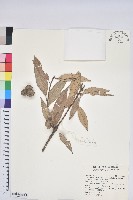 藏品(杏葉石櫟、校栗、校櫟)的圖片