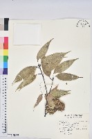 藏品(大葉苦櫧)的圖片