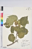 藏品(血桐)的圖片