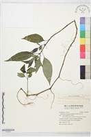 藏品(長花九頭獅子草、山藍)的圖片